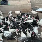 بط مصري