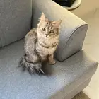 قطه للتزاوج