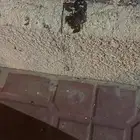 عقرب الليف