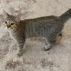قط للتبني