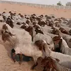 غنم نعيم مراح