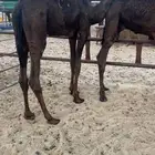 بكره قصب فل شحم