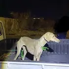 سلقه - سلوقي للبيع