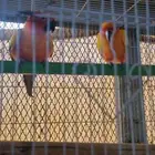 زوج صن كنيور و كنيور