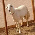 فحل حري مشروط