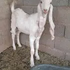 تيس ابيض مشروك