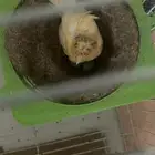 طيره كناري منتجه