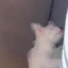 كلبة مالتيبو هجين متدربة ومتطعمة جميع تطعيماتها