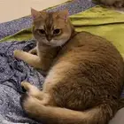 قط لتبني