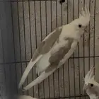 مجموعه كرونات للبيع طفشت منها
