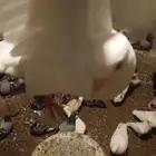 حمام طبات 20 جوز