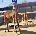 مهر عربي واهو للبيع
