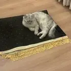 قطه شيرازي هاف بيكي