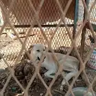 كلب حراسة للتبني (عاجل اليوم)