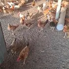 صوص عمر شهرين