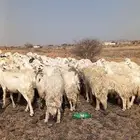 ضان حريات غنم مرعئ نضيفه ومشروطه ودفيع 95بفحوله 2والبيع سمح