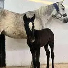 فرس شعبيه وبنتها