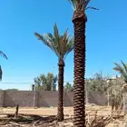 نخل عربي نخل واشنطني زيتون معمر