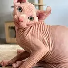 للبيع قط فرعوني sphynix ذكر