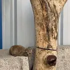 وبر