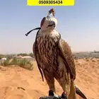 حر ضايع حول صبخت الضاحية