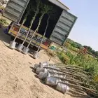 مشتل زراعي لبيع الاشجار بالجملة