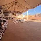الهودج ( مخيمات في المدينه المنوره ) للايجار اليومي
