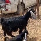 عنز عارضيه خلفه