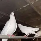 حمام فرنسي جامبو