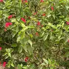 أشجار متنوعة بسعر الجملة