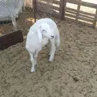 خروف طيب بلحيل