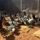 دجاج بياض فيومي