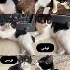 بساس صغيره للتبني