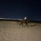 حصان شعبي