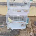 الابيض روز ذكر والانثى ماهو معروف وكراون أنثى كأنو اليفين
