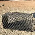 مصيدة قطط