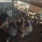 دجاج بلدي وفيومي