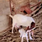 بورقت