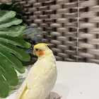 فرخ كروان لاتينو