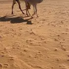 عشاير ثنتين وحده معها بكره وحده قعود البل كفو ومنتجه وسليمات