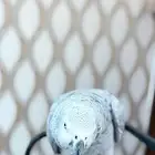 كاسكو اليف جدا  ومتكلم ماشاء الله