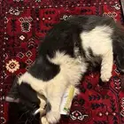 قطه شيرازي لي التبني