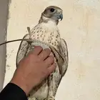 الايجار الصقور مع الصقار الحتفلات والمناسبات بسعر مناسب