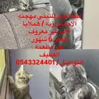 قطه انثى للتبني مهجنه من ام شيرازي هملايا الاب غير معروف