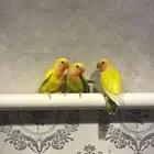 3 فروخ روز