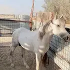خيل عربي مشروط من كل شي