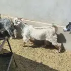 تيس