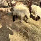 طليان نعيمي 2