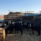 معزا مواليد ومدافيع للبيع