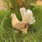 جوز حمام زينه هندي رقاص